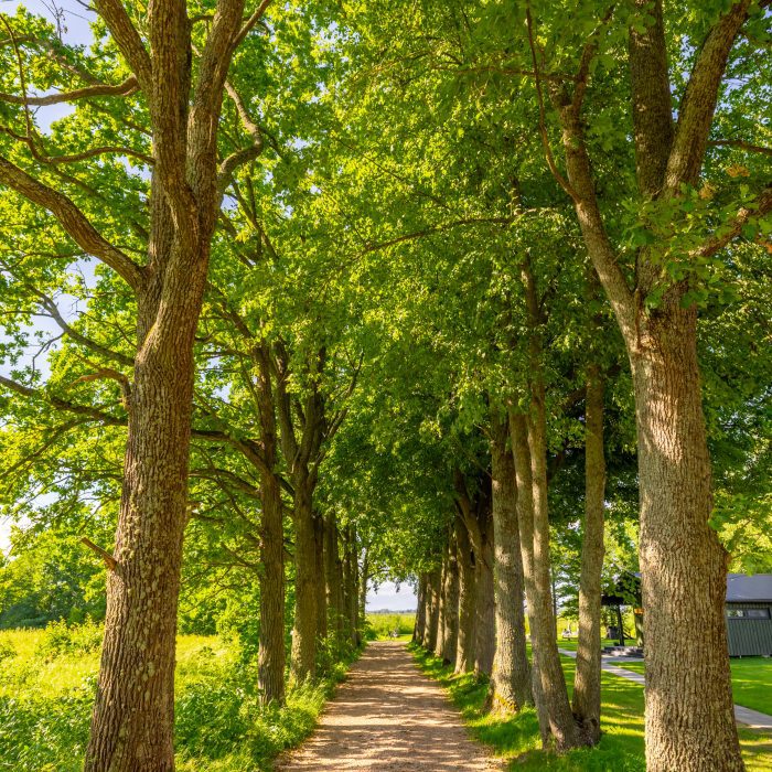 Remeši atpūtas vieta Pierīgā koku aleja